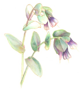 Cerinthe