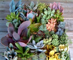 succulentmix